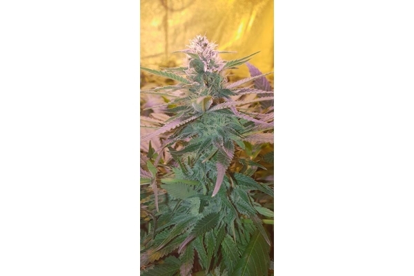 GG#4 (Zamnesia Seeds) feminisiert GG#4 (Zamnesia Seeds) feminisiert