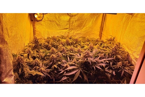 GG#4 (Zamnesia Seeds) feminisiert GG#4 (Zamnesia Seeds) feminisiert