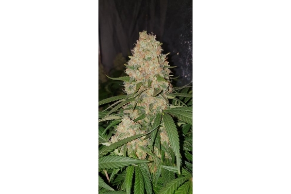 GG#4 (Zamnesia Seeds) feminisiert GG#4 (Zamnesia Seeds) feminisiert
