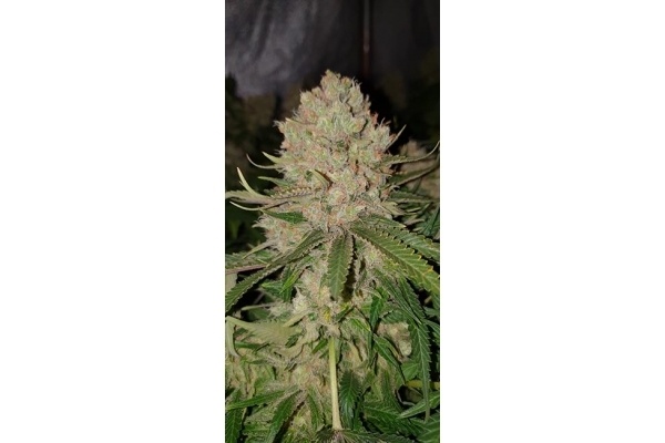 GG#4 (Zamnesia Seeds) feminisiert GG#4 (Zamnesia Seeds) feminisiert