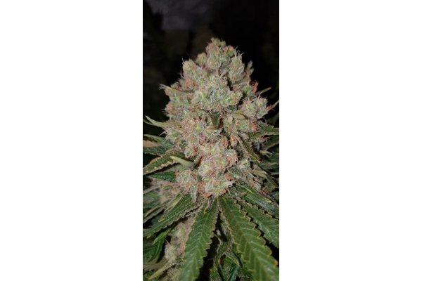 GG#4 (Zamnesia Seeds) feminisiert GG#4 (Zamnesia Seeds) feminisiert