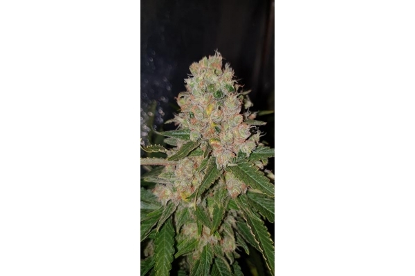 GG#4 (Zamnesia Seeds) feminisiert GG#4 (Zamnesia Seeds) feminisiert