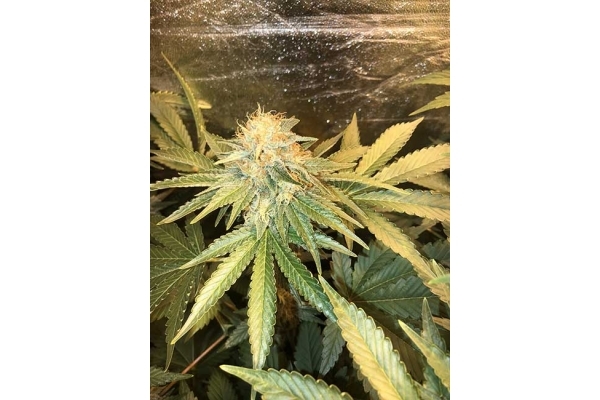GG#4 (Zamnesia Seeds) feminisiert GG#4 (Zamnesia Seeds) feminisiert
