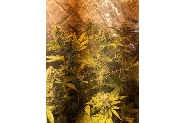 GG#4 (Zamnesia Seeds) feminisiert GG#4 (Zamnesia Seeds) feminisiert