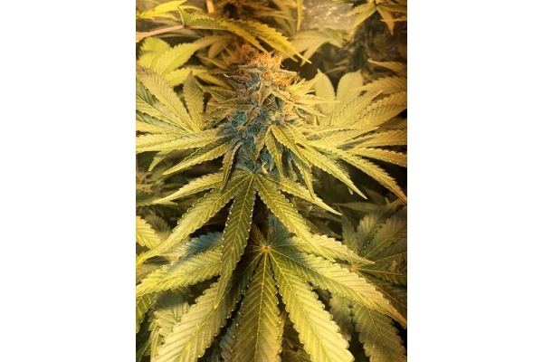 GG#4 (Zamnesia Seeds) feminisiert GG#4 (Zamnesia Seeds) feminisiert
