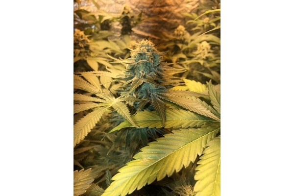 GG#4 (Zamnesia Seeds) feminisiert GG#4 (Zamnesia Seeds) feminisiert