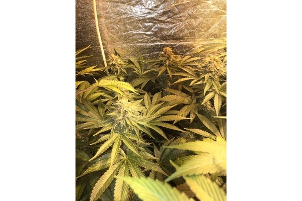GG#4 (Zamnesia Seeds) feminisiert GG#4 (Zamnesia Seeds) feminisiert