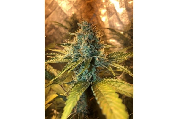 GG#4 (Zamnesia Seeds) feminisiert GG#4 (Zamnesia Seeds) feminisiert