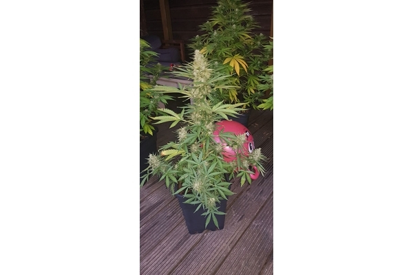 GG#4 (Zamnesia Seeds) feminisiert GG#4 (Zamnesia Seeds) feminisiert