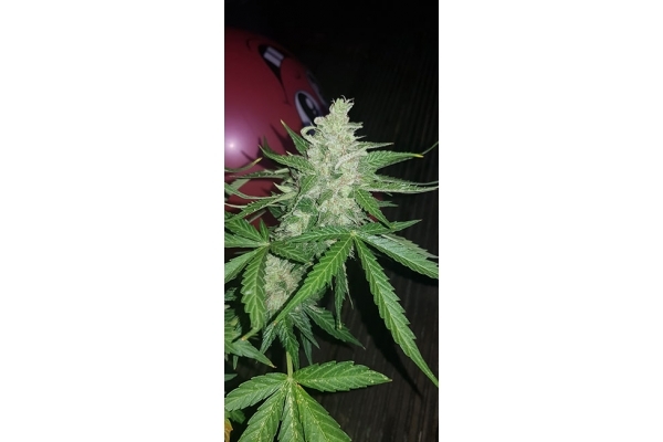 GG#4 (Zamnesia Seeds) feminisiert GG#4 (Zamnesia Seeds) feminisiert