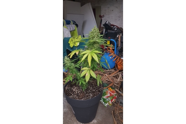 GG#4 (Zamnesia Seeds) feminisiert GG#4 (Zamnesia Seeds) feminisiert