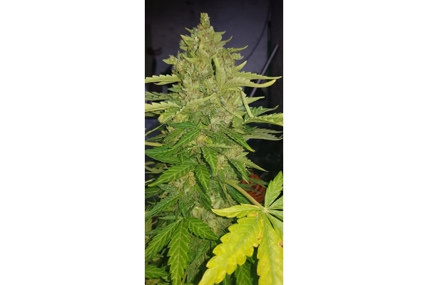 GG#4 (Zamnesia Seeds) feminisiert GG#4 (Zamnesia Seeds) feminisiert