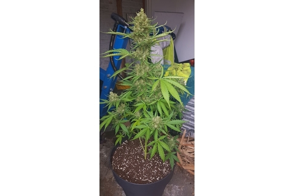 GG#4 (Zamnesia Seeds) feminisiert GG#4 (Zamnesia Seeds) feminisiert
