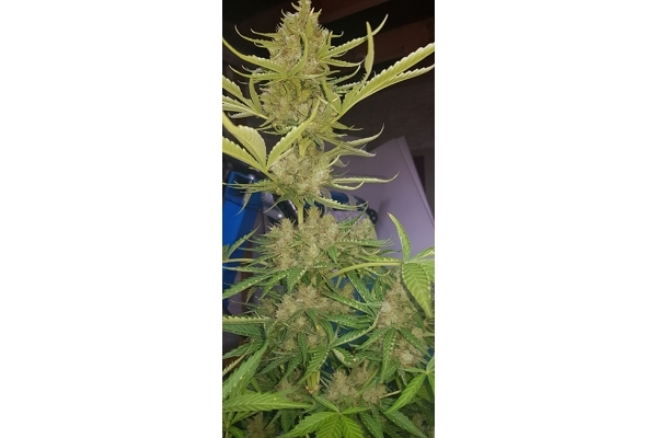 GG#4 (Zamnesia Seeds) feminisiert GG#4 (Zamnesia Seeds) feminisiert