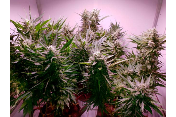 GG#4 (Zamnesia Seeds) feminisiert GG#4 (Zamnesia Seeds) feminisiert