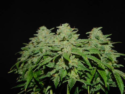 Tangerine G13 (Amsterdam Genetics) Feminisiert
