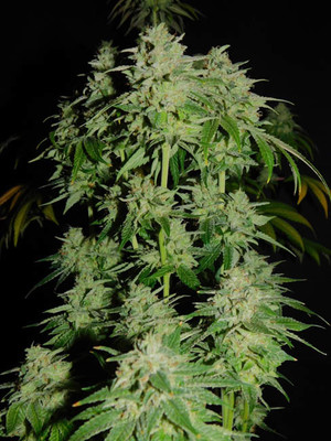 Tangerine G13 (Amsterdam Genetics) Feminisiert