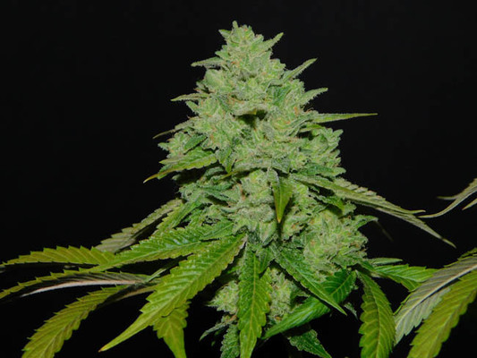 Tangerine G13 (Amsterdam Genetics) Feminisiert