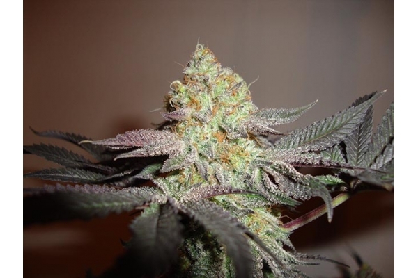 Girl Scout Cookies (Zamnesia Seeds) Feminisiert Girl Scout Cookies (Zamnesia Seeds) Feminisiert