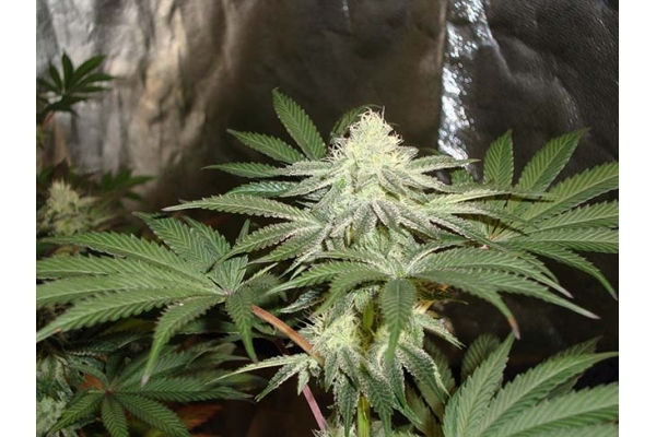 Girl Scout Cookies (Zamnesia Seeds) Feminisiert Girl Scout Cookies (Zamnesia Seeds) Feminisiert