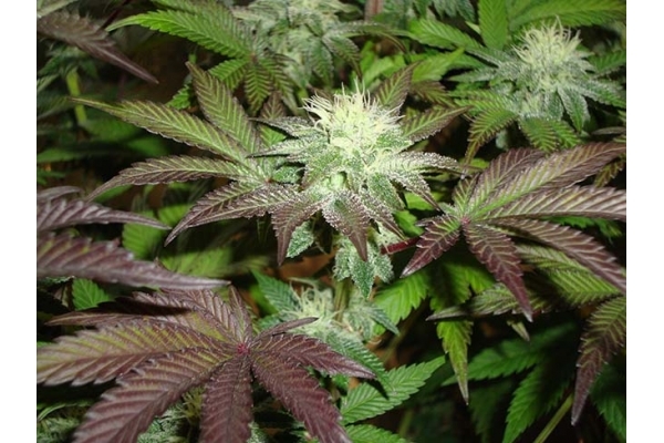 Girl Scout Cookies (Zamnesia Seeds) Feminisiert Girl Scout Cookies (Zamnesia Seeds) Feminisiert