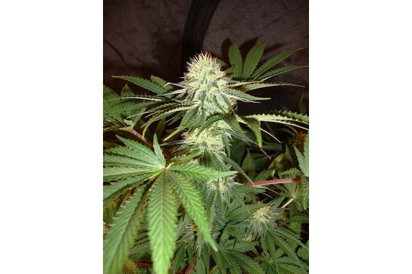 Girl Scout Cookies (Zamnesia Seeds) Feminisiert Girl Scout Cookies (Zamnesia Seeds) Feminisiert
