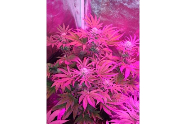 Girl Scout Cookies (Zamnesia Seeds) Feminisiert Girl Scout Cookies (Zamnesia Seeds) Feminisiert