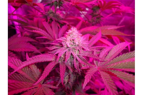 Girl Scout Cookies (Zamnesia Seeds) Feminisiert Girl Scout Cookies (Zamnesia Seeds) Feminisiert