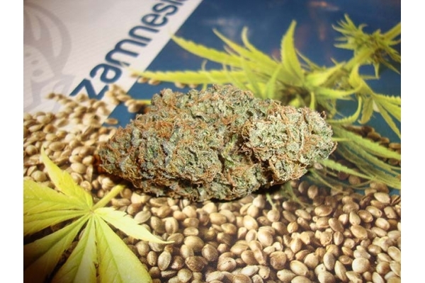 Girl Scout Cookies (Zamnesia Seeds) Feminisiert Girl Scout Cookies (Zamnesia Seeds) Feminisiert