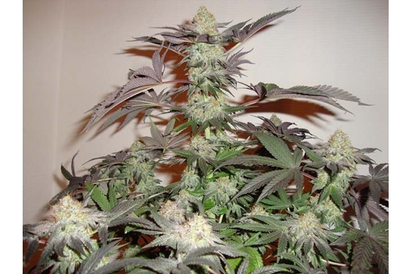 Girl Scout Cookies (Zamnesia Seeds) Feminisiert Girl Scout Cookies (Zamnesia Seeds) Feminisiert