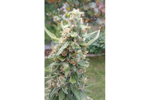 Girl Scout Cookies (Zamnesia Seeds) Feminisiert Girl Scout Cookies (Zamnesia Seeds) Feminisiert