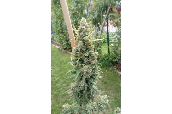 Girl Scout Cookies (Zamnesia Seeds) Feminisiert Girl Scout Cookies (Zamnesia Seeds) Feminisiert