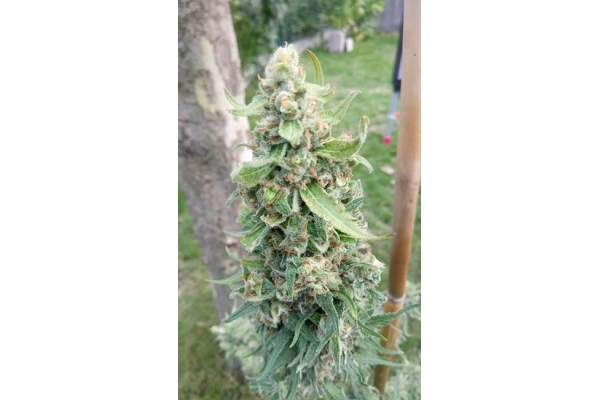 Girl Scout Cookies (Zamnesia Seeds) Feminisiert Girl Scout Cookies (Zamnesia Seeds) Feminisiert