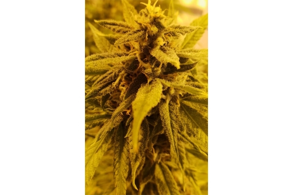 Girl Scout Cookies (Zamnesia Seeds) Feminisiert Girl Scout Cookies (Zamnesia Seeds) Feminisiert