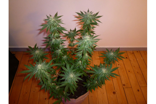 Girl Scout Cookies (Zamnesia Seeds) Feminisiert Girl Scout Cookies (Zamnesia Seeds) Feminisiert