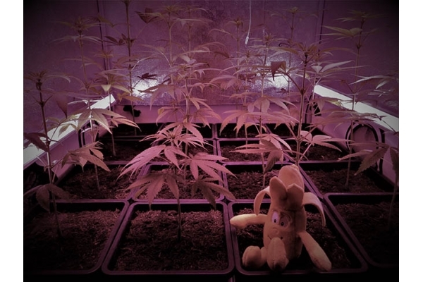 Banana (Zamnesia Seeds) feminisiert Banana (Zamnesia Seeds) feminisiert