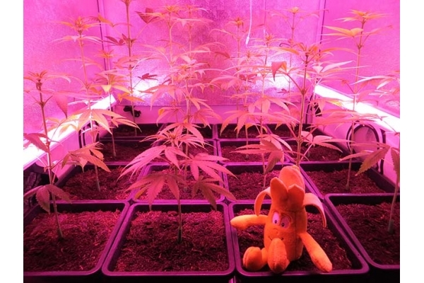 Banana (Zamnesia Seeds) feminisiert Banana (Zamnesia Seeds) feminisiert