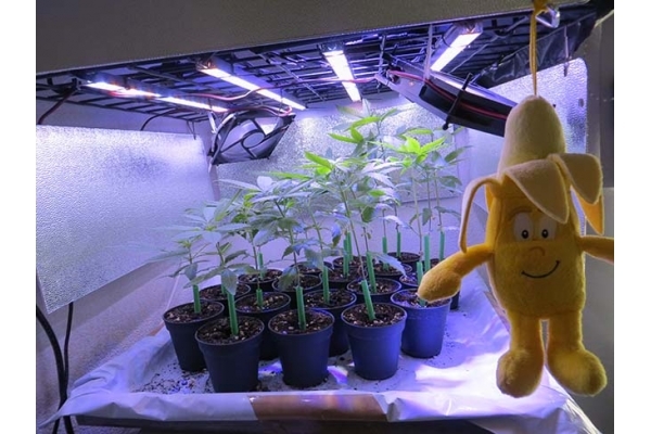 Banana (Zamnesia Seeds) feminisiert Banana (Zamnesia Seeds) feminisiert