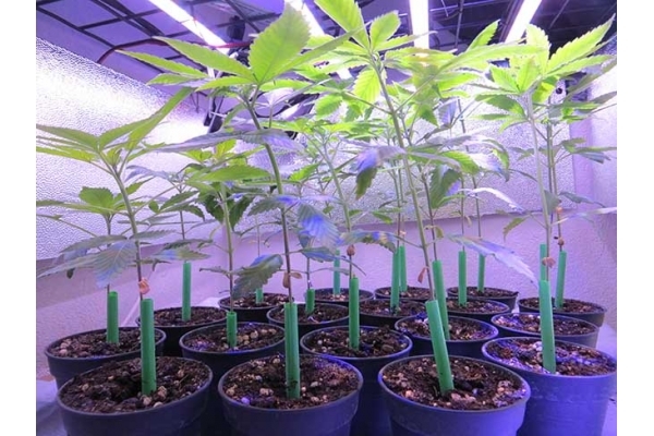 Banana (Zamnesia Seeds) feminisiert Banana (Zamnesia Seeds) feminisiert