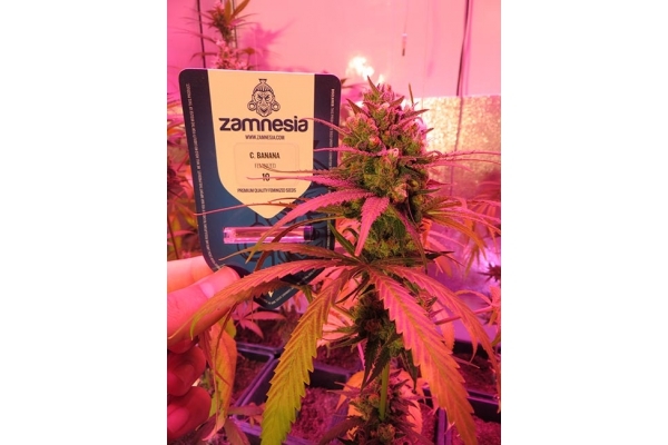 Banana (Zamnesia Seeds) feminisiert Banana (Zamnesia Seeds) feminisiert