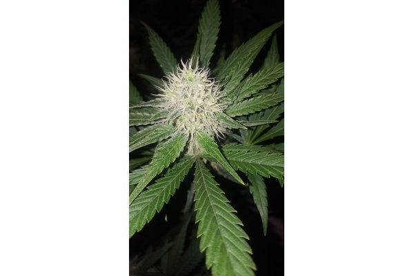 Lemon Power Haze (Zamnesia Seeds), feminisiert