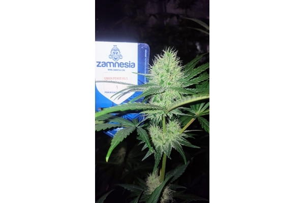 Lemon Power Haze (Zamnesia Seeds), feminisiert