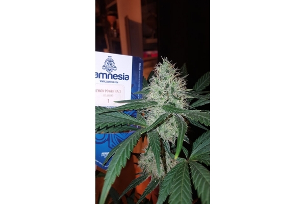 Lemon Power Haze (Zamnesia Seeds), feminisiert