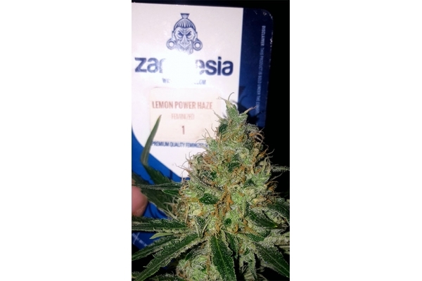 Lemon Power Haze (Zamnesia Seeds), feminisiert