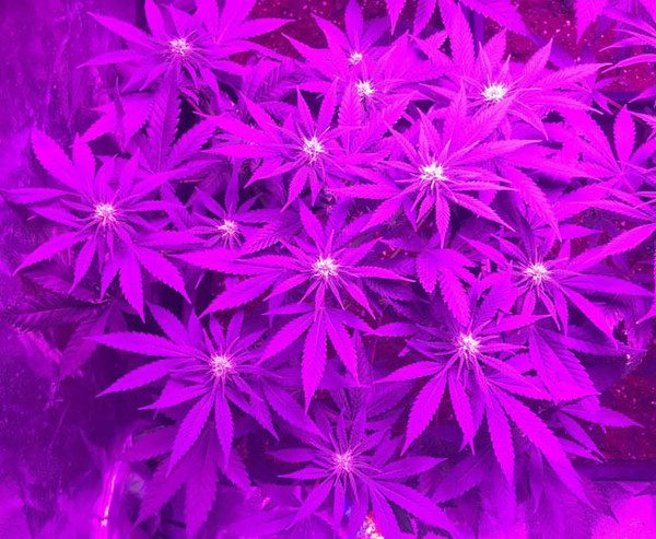 Lemon Power Haze (Zamnesia Seeds), feminisiert