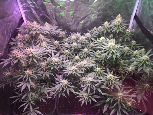 Lemon Power Haze (Zamnesia Seeds), feminisiert