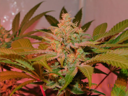Lemon Power Haze (Zamnesia Seeds), feminisiert