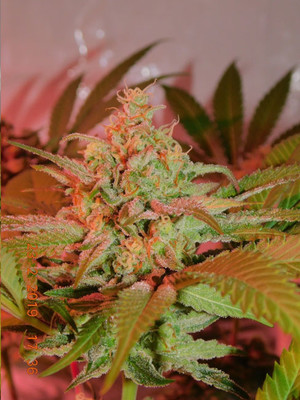 Lemon Power Haze (Zamnesia Seeds), feminisiert