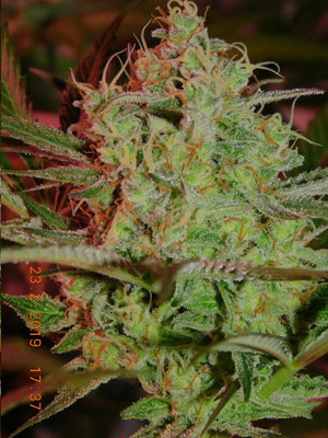 Lemon Power Haze (Zamnesia Seeds), feminisiert
