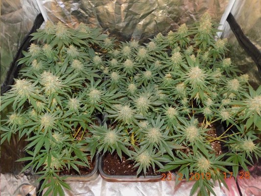 Lemon Power Haze (Zamnesia Seeds), feminisiert